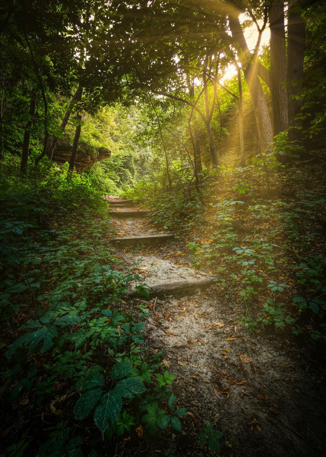 Un sentier de marches en pierre monte dans une forêt traversée de rayons de soleil